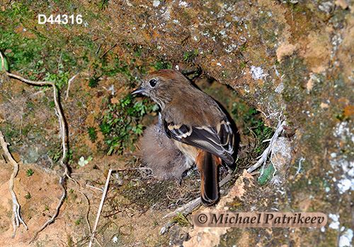 Blue-billed Black Tyrant (Knipolegus cyanirostris)